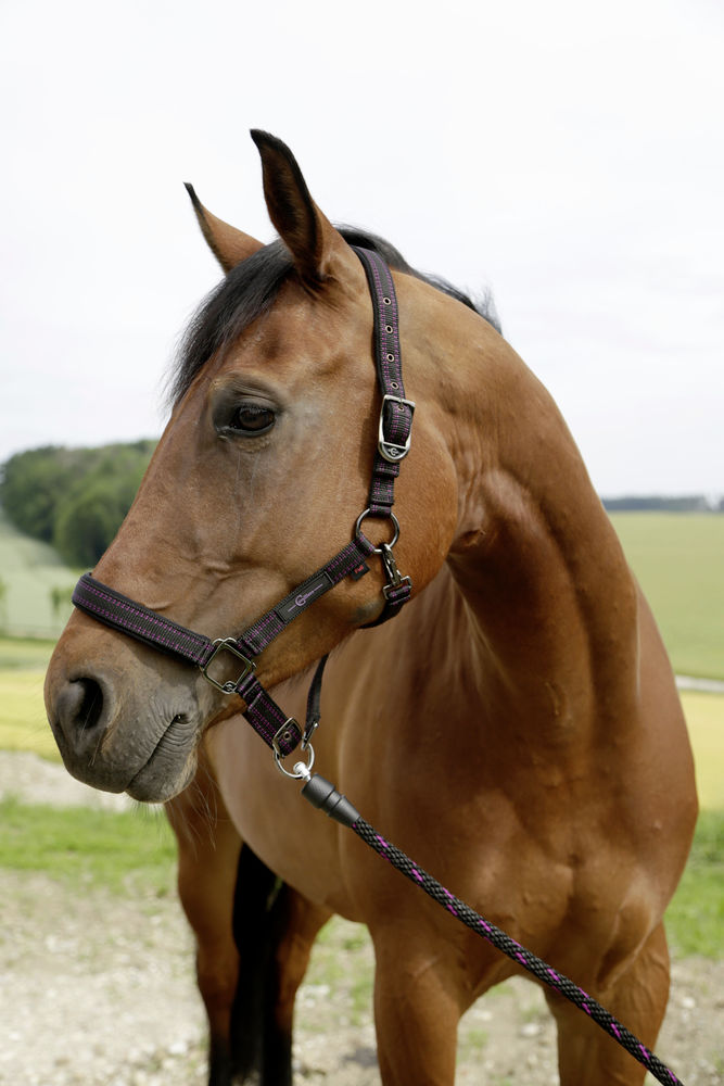 Bezpieczny uwiąz Covalliero GoLeyGo 2.0