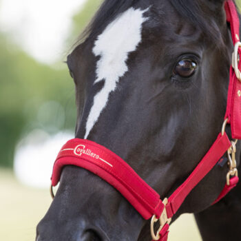 DO SKÓRY, RAN i OTARĆ